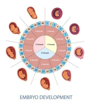 Stages of human embryo development vector infographic. Pregnancy weeks, months Stock Illustration