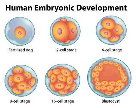 Stages in human embryonic development Stock Illustration