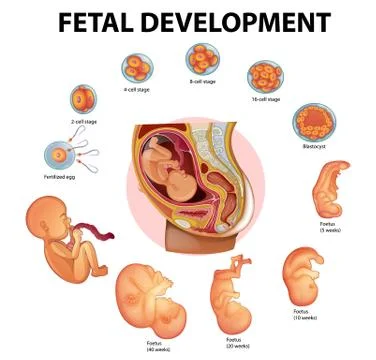 Stages human embryonic development Stock Illustration