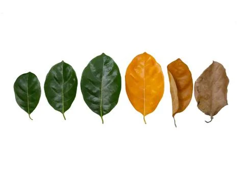 Stages of life Stock Photos