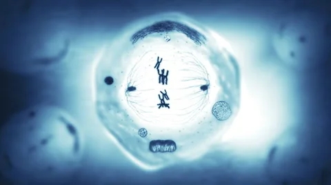 Stages of mitosis. Biology background. Blue.  Stock Footage