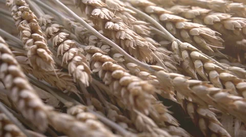 Stages of Origin of Flour Vidéo 46843941