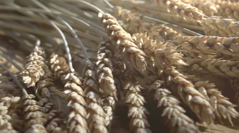 Stages from Wheat to Bread Stock Footage 46879901