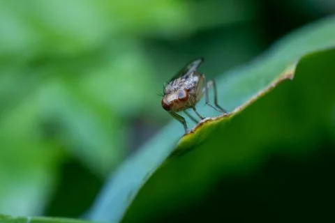 Staggered fly with funny expression and big eyes Stock Photos