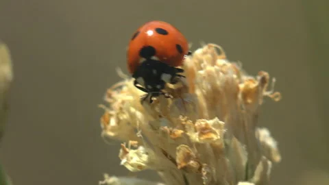 Staggering in summer wind - Red ladybug sits on dry seed bud, wild wildflower Stock Footage 143498922