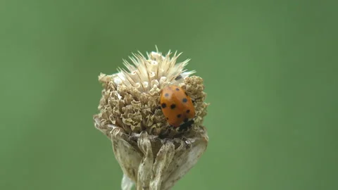 Staggering in summer wind - Red ladybug sits on dry seed bud, wild flower field Stock Footage 143568112