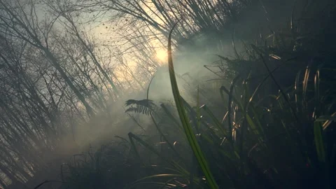 Staggering Through a Misty Forest at Sunset, Passing Grass and Reeds Stock Footage 293702631