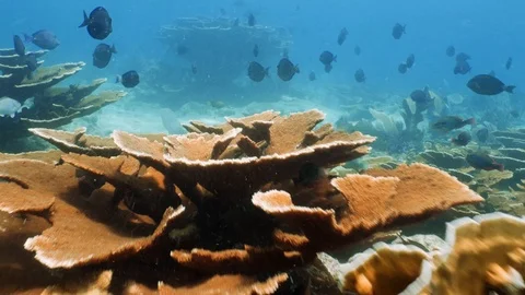 Staghorn 2 Stock Footage 118232047