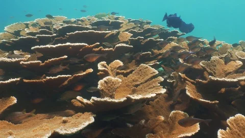 Staghorn 3 Stock Footage 118232309