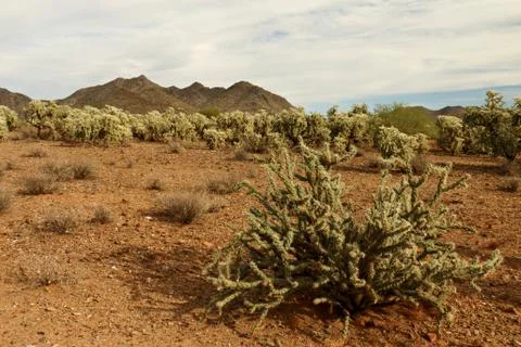 Staghorn Cactus in front of Cholla Foto stock