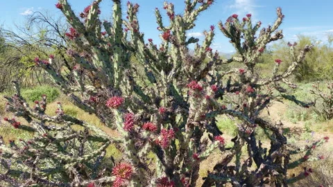 Staghorn cholla cactus in spring in the desert Stock Footage 213521007