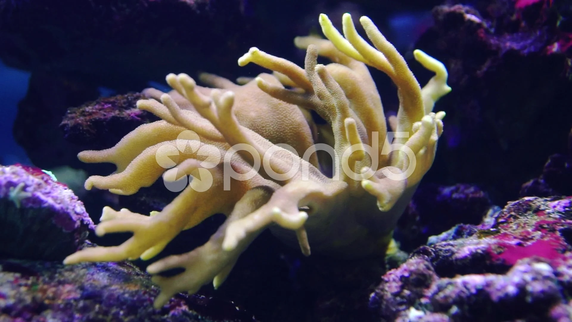 Staghorn Coral (Acropora cervicornis)