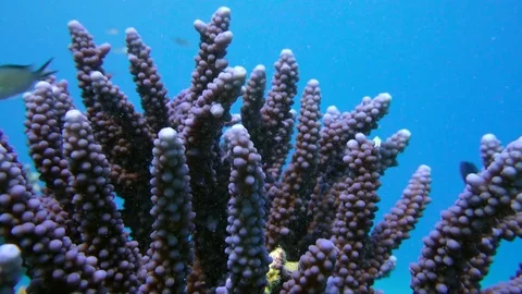Staghorn coral, Acropora pulchra, with tropical fish underwater in the Red sea Stock Footage