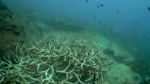 Staghorn coral bleaching Stock Footage 146772809
