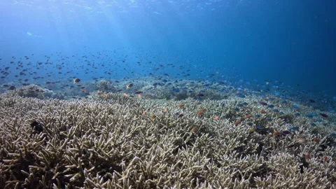 Staghorn coral field under sunlight underwater with fish in tropical ocean Vídeo Stock 346597754