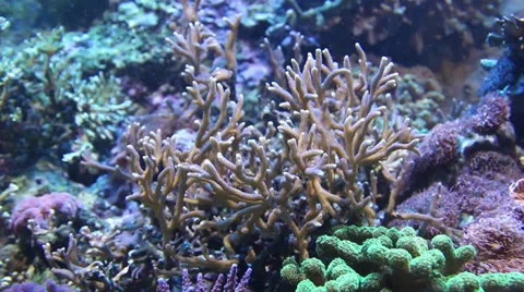 Staghorn coral Video stock 31379784