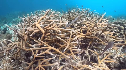 Staghorn coral Stock Footage 105065341