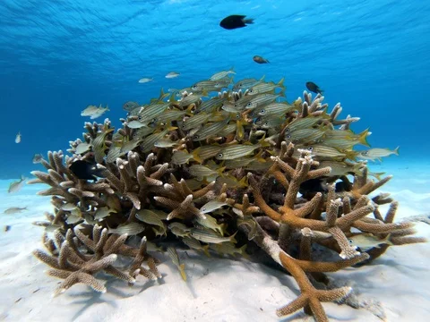 Staghorn Coral Surrounded By Grunts Stock Footage 104925907