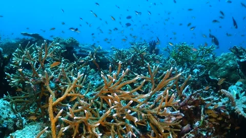Staghorn corals and small fish Stock Footage 130241908
