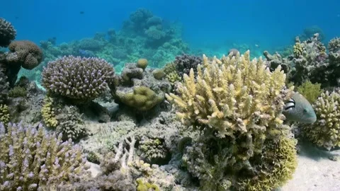 Staghorn corals on sandy bottom on reef on Red Sea Stock Footage 206323284