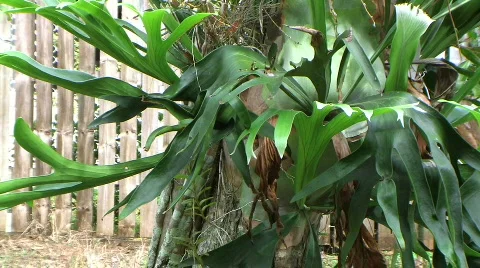 Staghorn orchid Stock Footage 280855