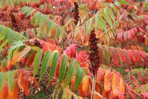 Staghorn sumac in fall Stock Photos