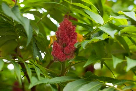 Staghorn sumac Stock Photos