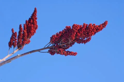 Staghorn sumac Stock Photos