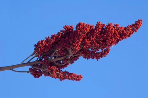 Staghorn sumac Stock Photos