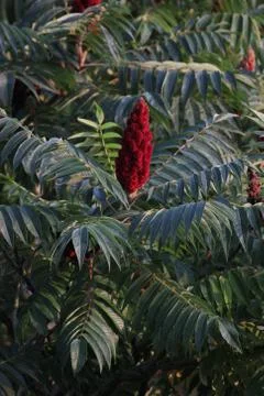 Staghorn Sumac Stock Photos