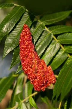 Staghorn sumac Stock Photos