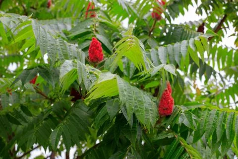 Staghorn sumac tree branches with red fuzzy fruit cones, green pinnate leav.. Stock Photos