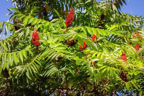 Staghorn sumac tree with bright red fruiting cones among pinnate green leav.. Stock Photos