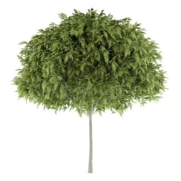Staghorn sumac tree isolated on white background Stock Illustration