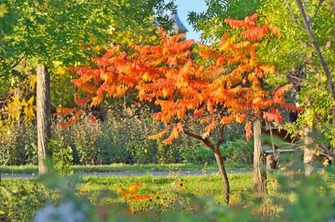 Staghorn sumac tree Stock Photos
