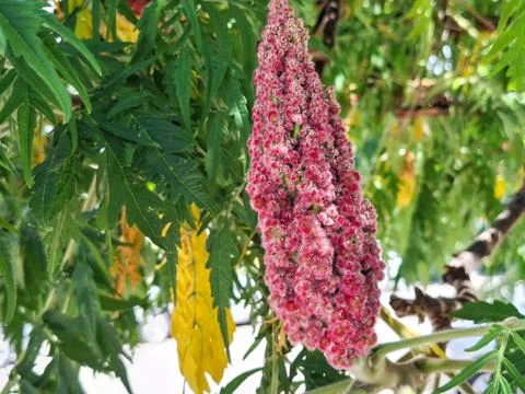 Staghorn sumac tree with red cone. Rhus typhina 写真素材