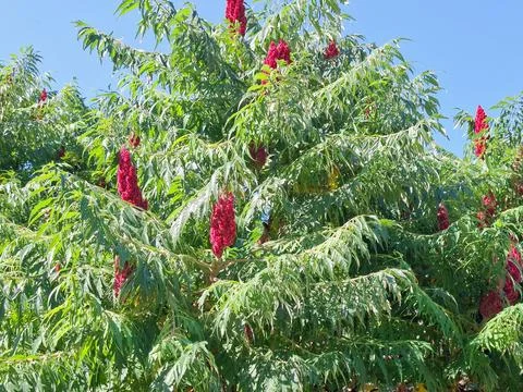 Staghorn sumac tree with red cones. Rhus typhina Фото