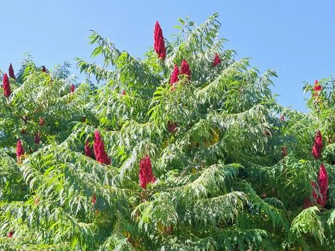 Staghorn sumac tree with red cones. Rhus typhina Stock Photos