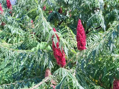 Staghorn sumac tree with red cones. Rhus typhina Stock Photos