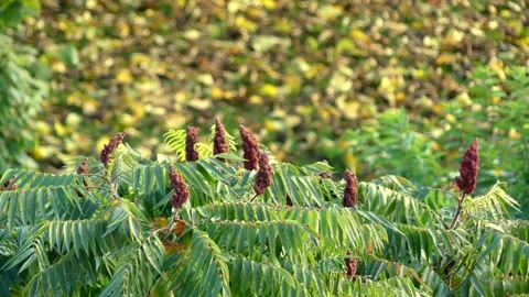 Staghorn sumac - vinegar tree leaves in autumn - little wind Stock Footage 141305179