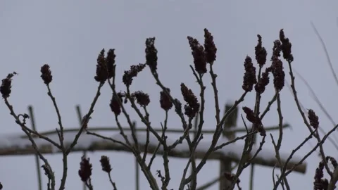 Staghorn sumac - vinegar tree - winter, snow, snowfall, wind - wintry background Stock Footage 148616630