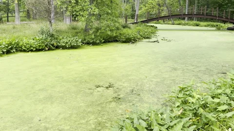 Stagnant algae bloom makes river look like solid green mass Stock Footage 329129315