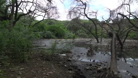 Stagnant Swamp Pond with Bare Dead Trees in Delhi Ridge Aravalli Forest Stock Footage 345631700