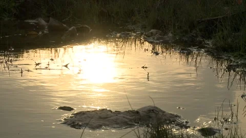 Stagnant water on a dump Video stock 139283754