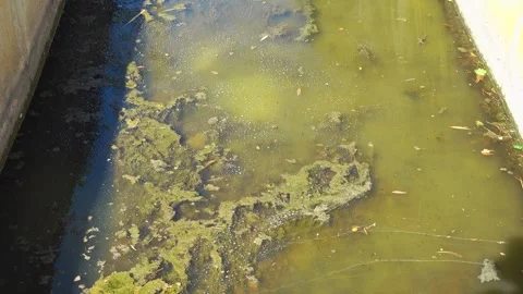 Stagnant water has algae and debris. Valras, France . Stock Footage 345045107