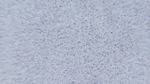 Stagnant water sample showing numerous microorganisms under microscope Stock-Footage 329130830