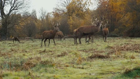 Stags fighting Stock Footage 237802407