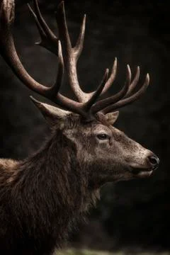 Stags head Stock Photos