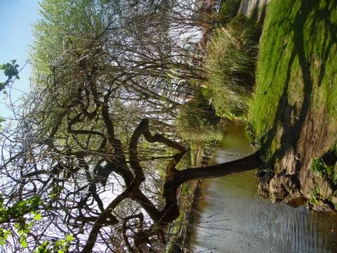 Stags Head Tree Stock Photos