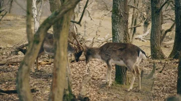 Stags / Male deer 2 Video stock 85864796